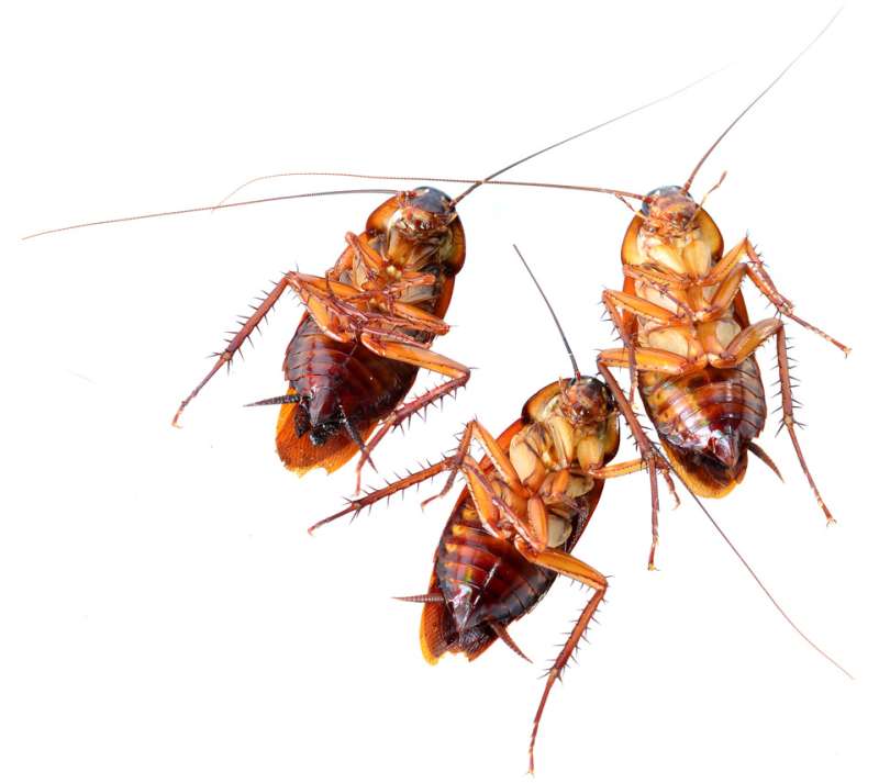 Wasp and Hornet Removal
